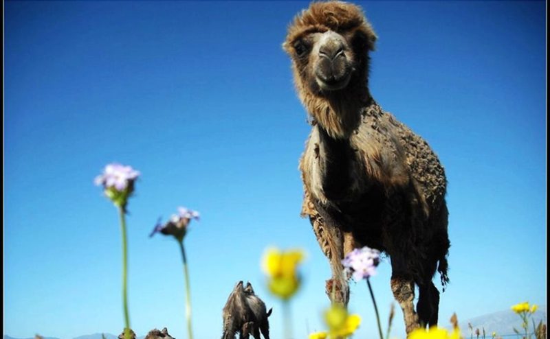 新疆旅游最佳路线终极指南:北疆自然 vs 南疆人文-新疆中国国旅