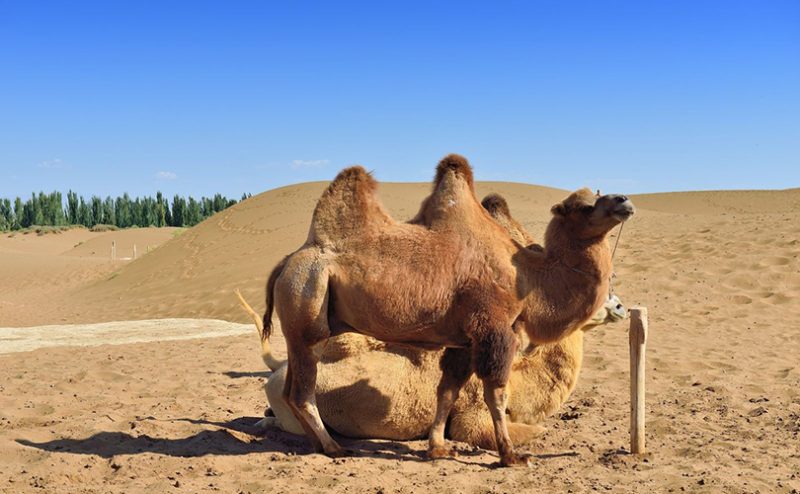 入境新疆旅游注意事项大全-新疆中国国旅